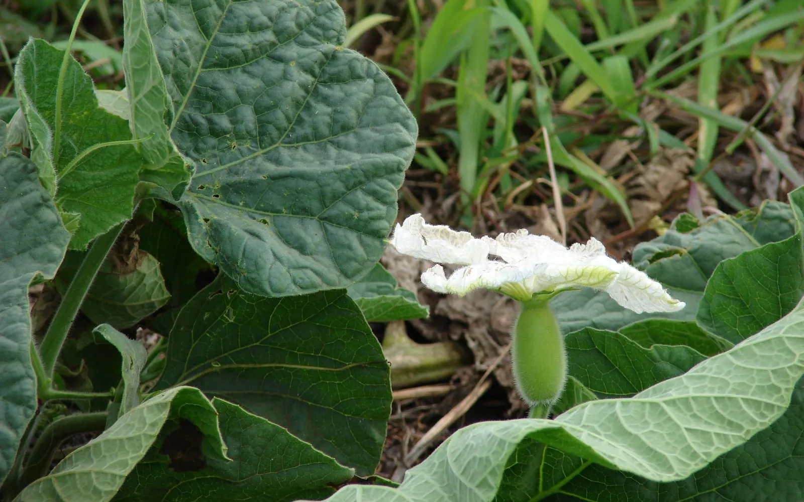 A white bottle gourd flower open beside a small young gourd among soft downy leaves