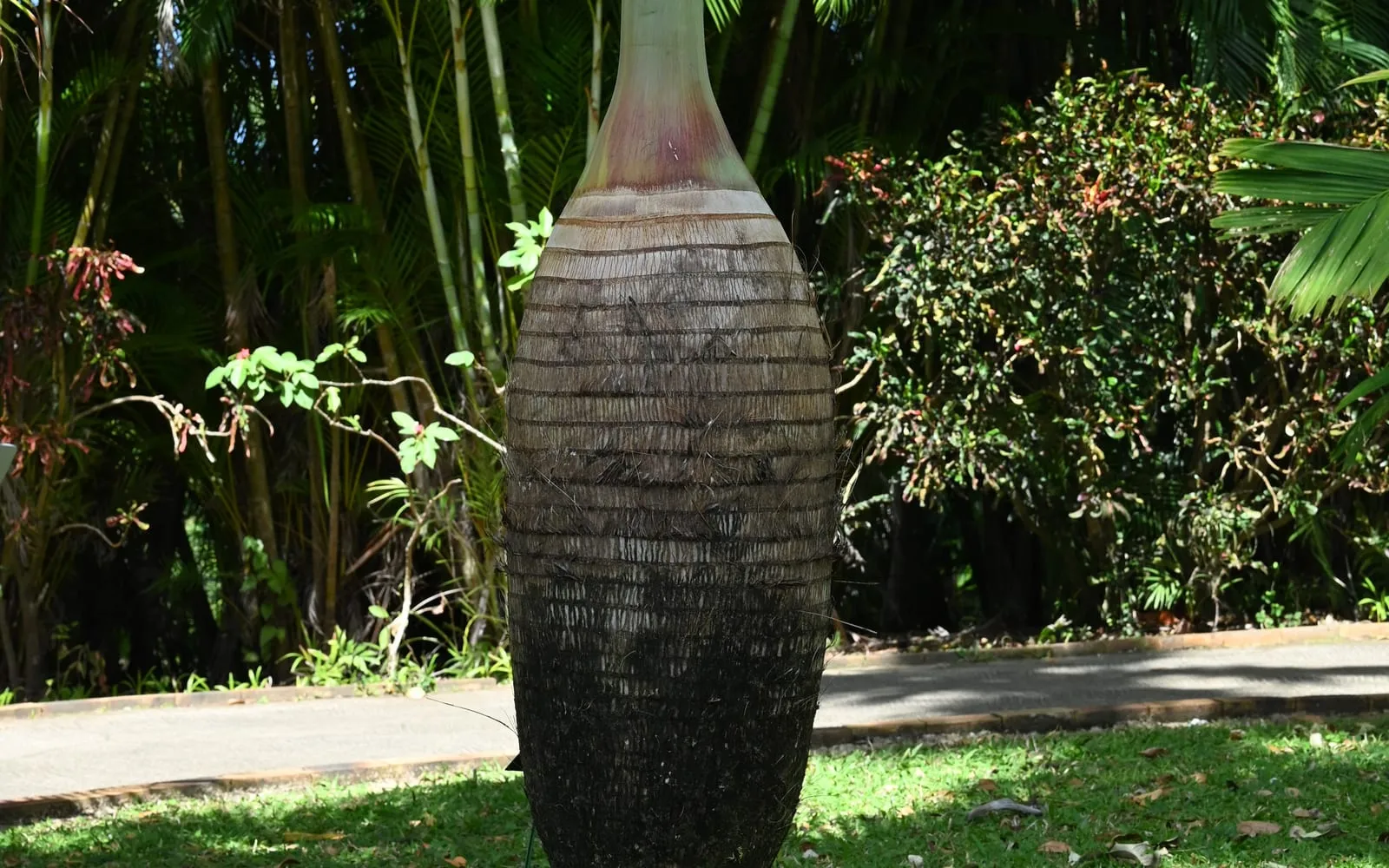 A young bottle palm's smooth, pale, swollen bottle-shaped trunk topped by a green crownshaft, set against tropical foliage
