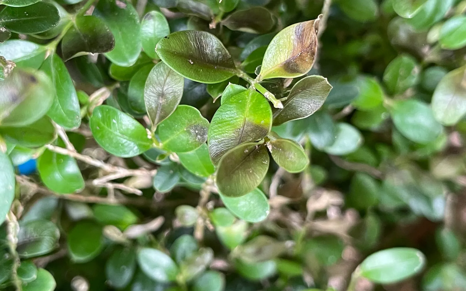 Close-up of box foliage with several leaves turning dark brown from the tip and margin inwards, among healthy green leaves