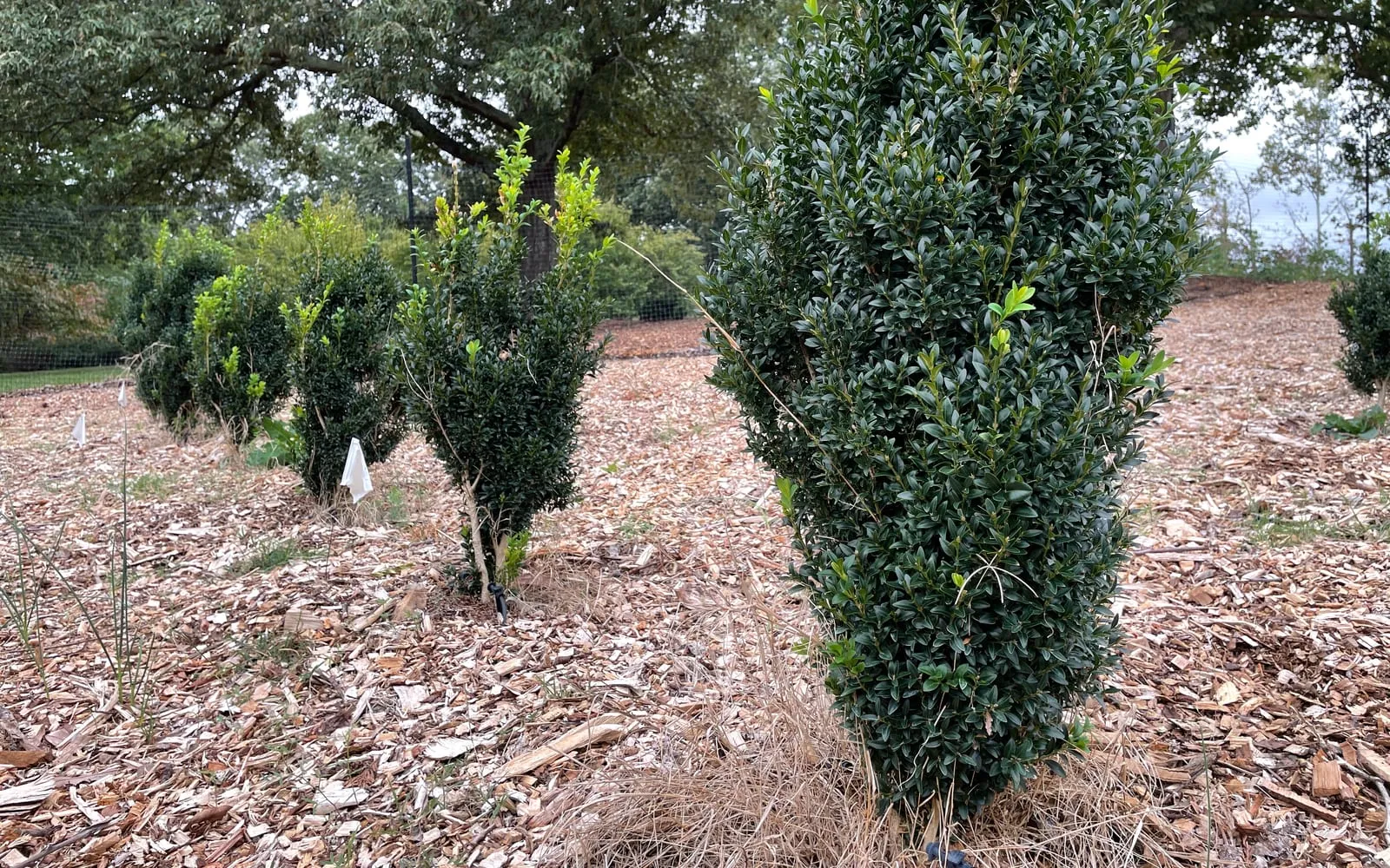 Two box shrubs in a row, one dense and green, the other thin and open with bare stems showing at the base