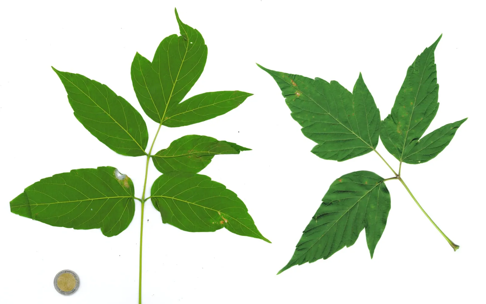 Two box elder leaves laid flat, each divided into several separate toothed leaflets rather than a single lobed blade