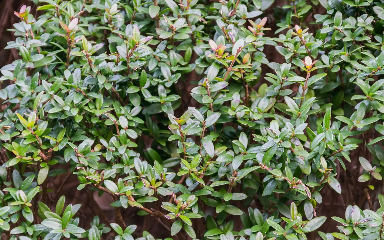 Dense mass of small, glossy oval box honeysuckle leaves on twiggy branching stems