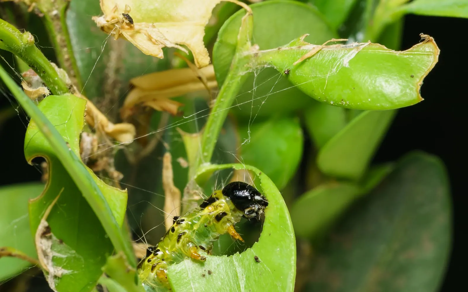 A green caterpillar with black stripes and a glossy black head chewing a semicircle out of a box leaf, with white silk threads across the surrounding foliage