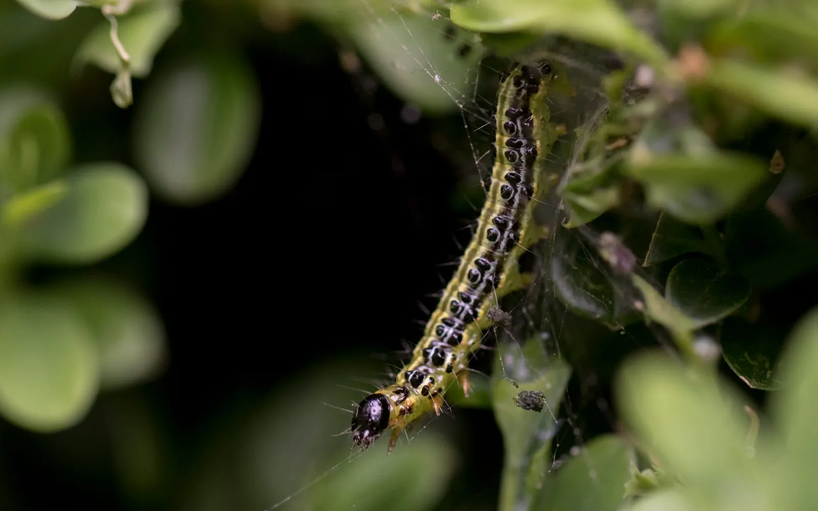 A striped green and black caterpillar hanging in a mass of white webbing inside a box bush