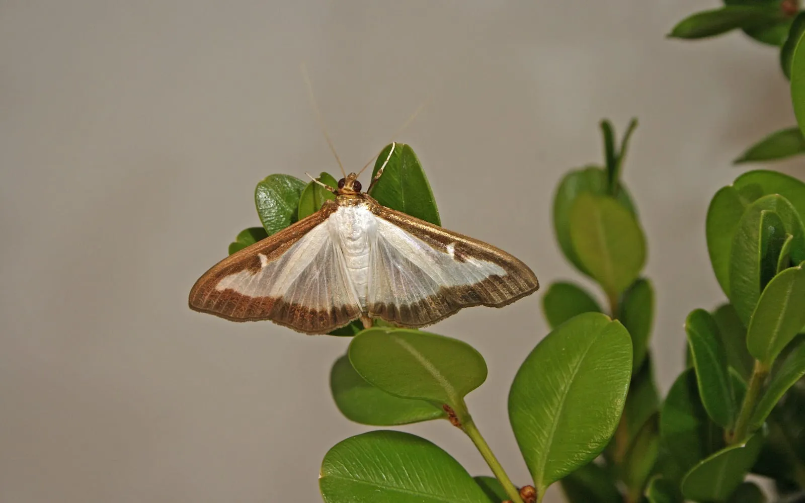 A moth with white iridescent wings edged in a thick brown band, resting on a sprig of box