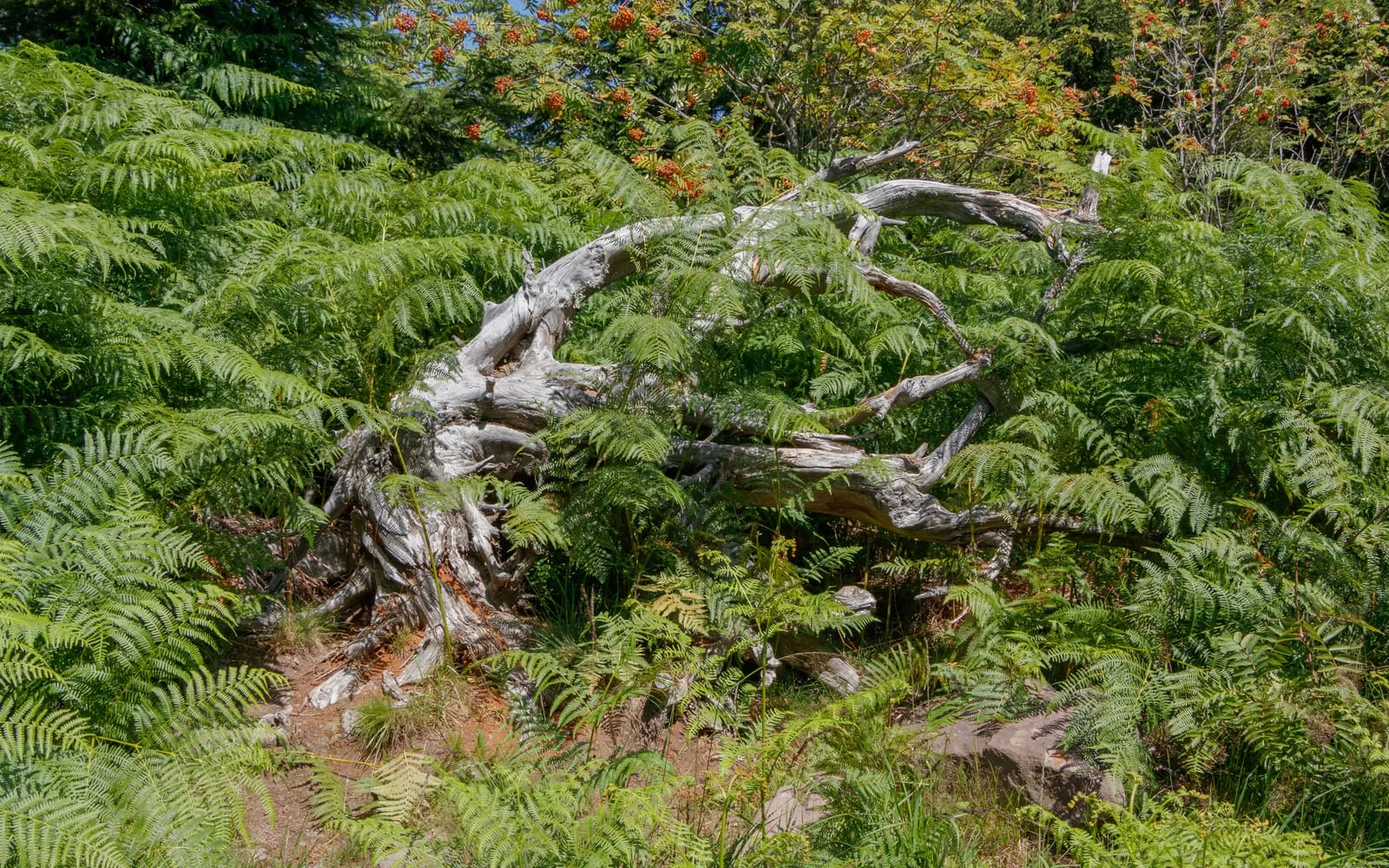 A hillside of bracken with triangular fronds held out flat on stiff upright stalks
