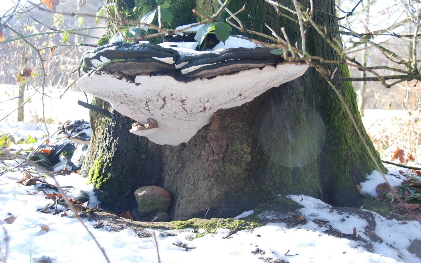 A large hoof-shaped bracket fungus growing from the base of a tree in snow, its underside a broad flat white surface marked with brown scratches