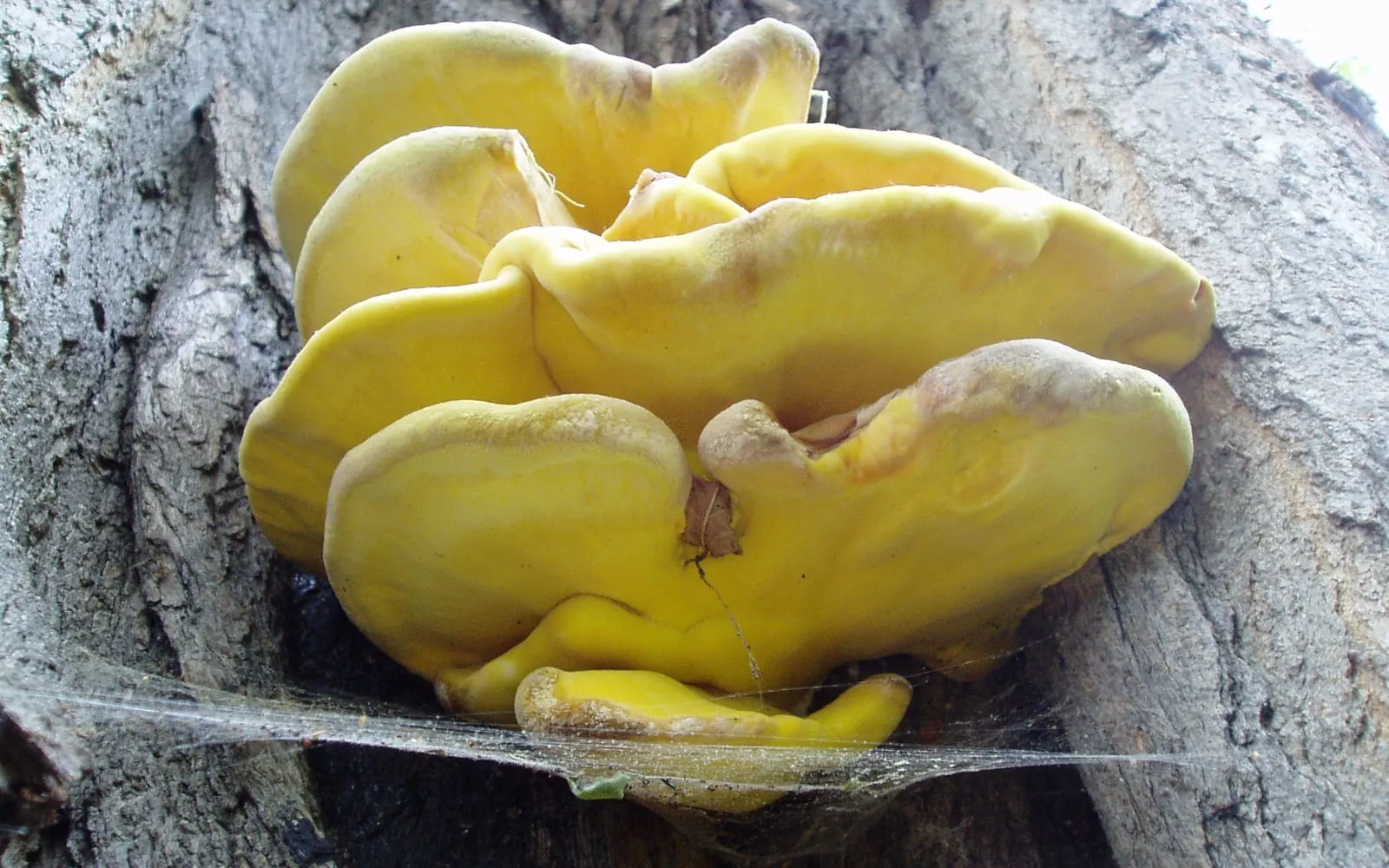 Overlapping tiers of bright sulphur-yellow bracket fungus growing out of the bark of a living tree