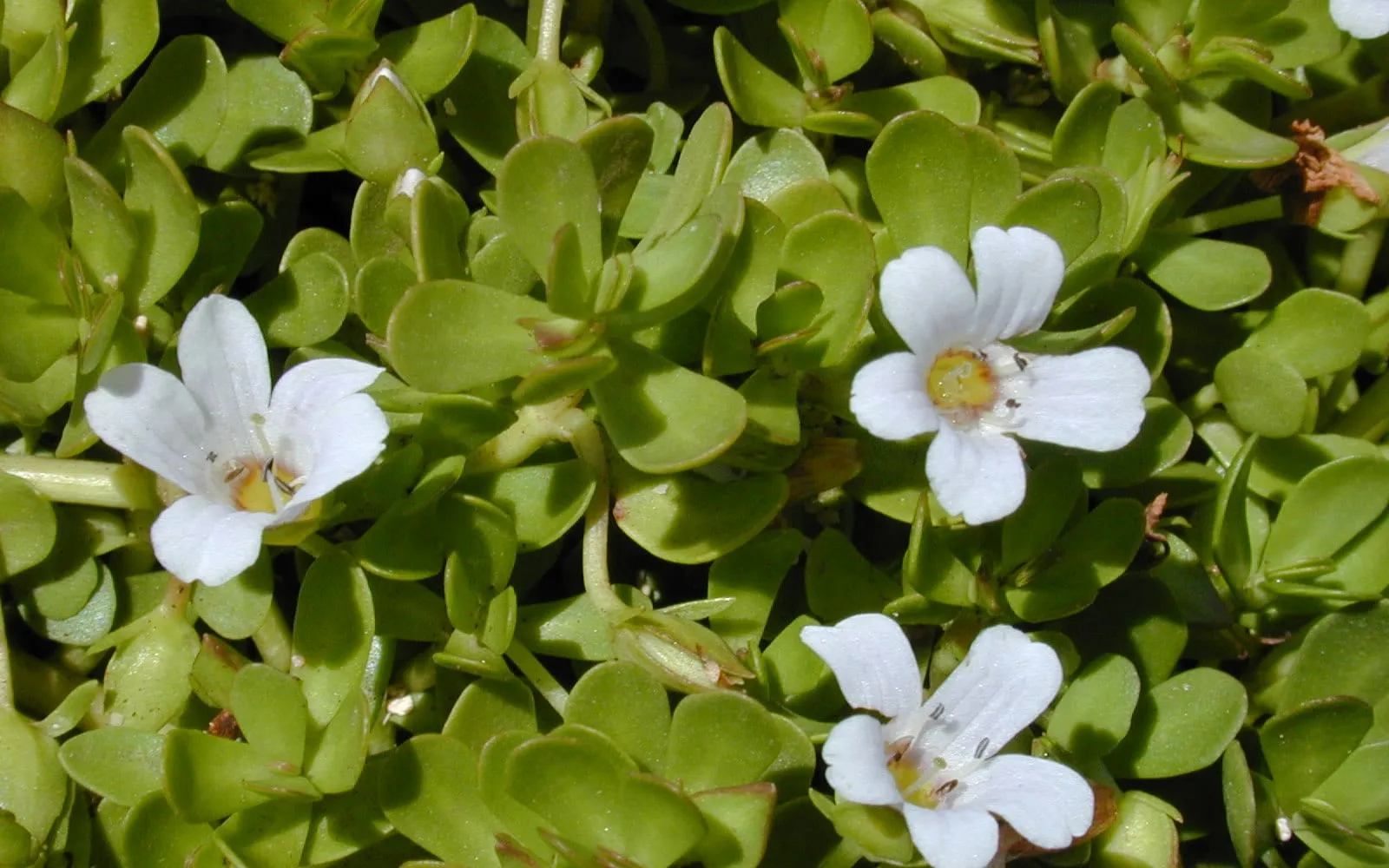 A dense mat of brahmi with small fleshy oblong leaves and white five-lobed flowers