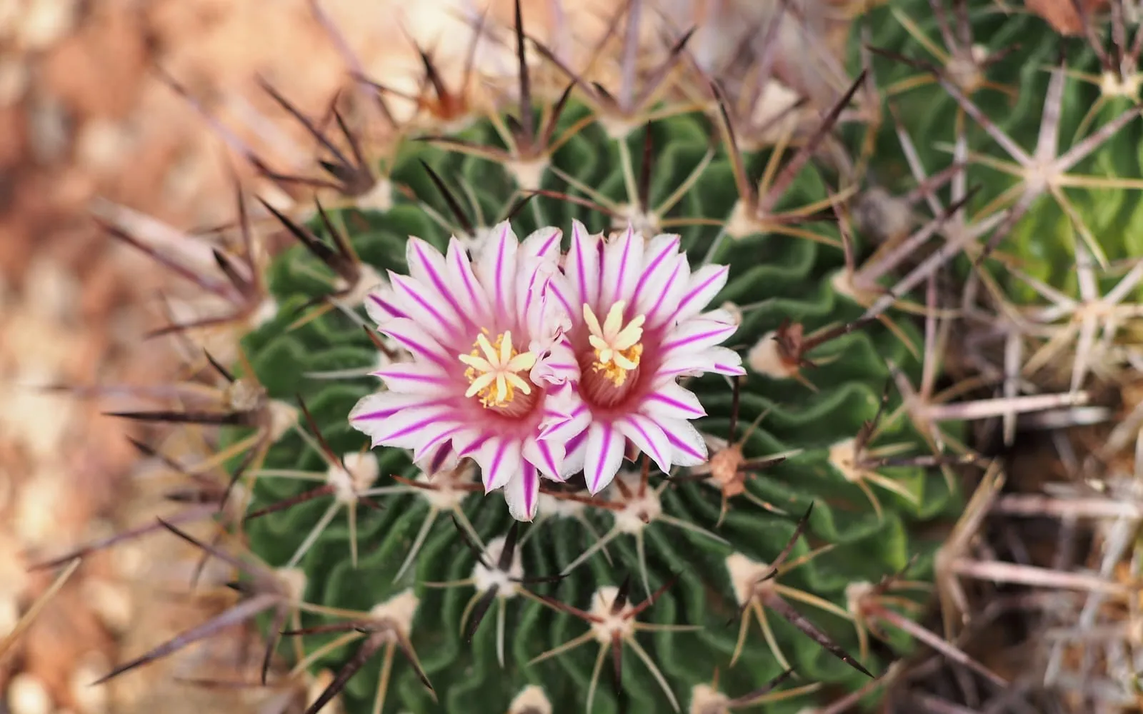A brain cactus showing its tightly wavy, convoluted ribs radiating from the centre