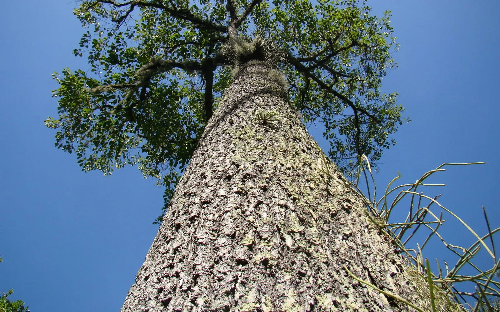 Looking up the straight grey trunk of a Brazil nut tree to its crown against a blue sky