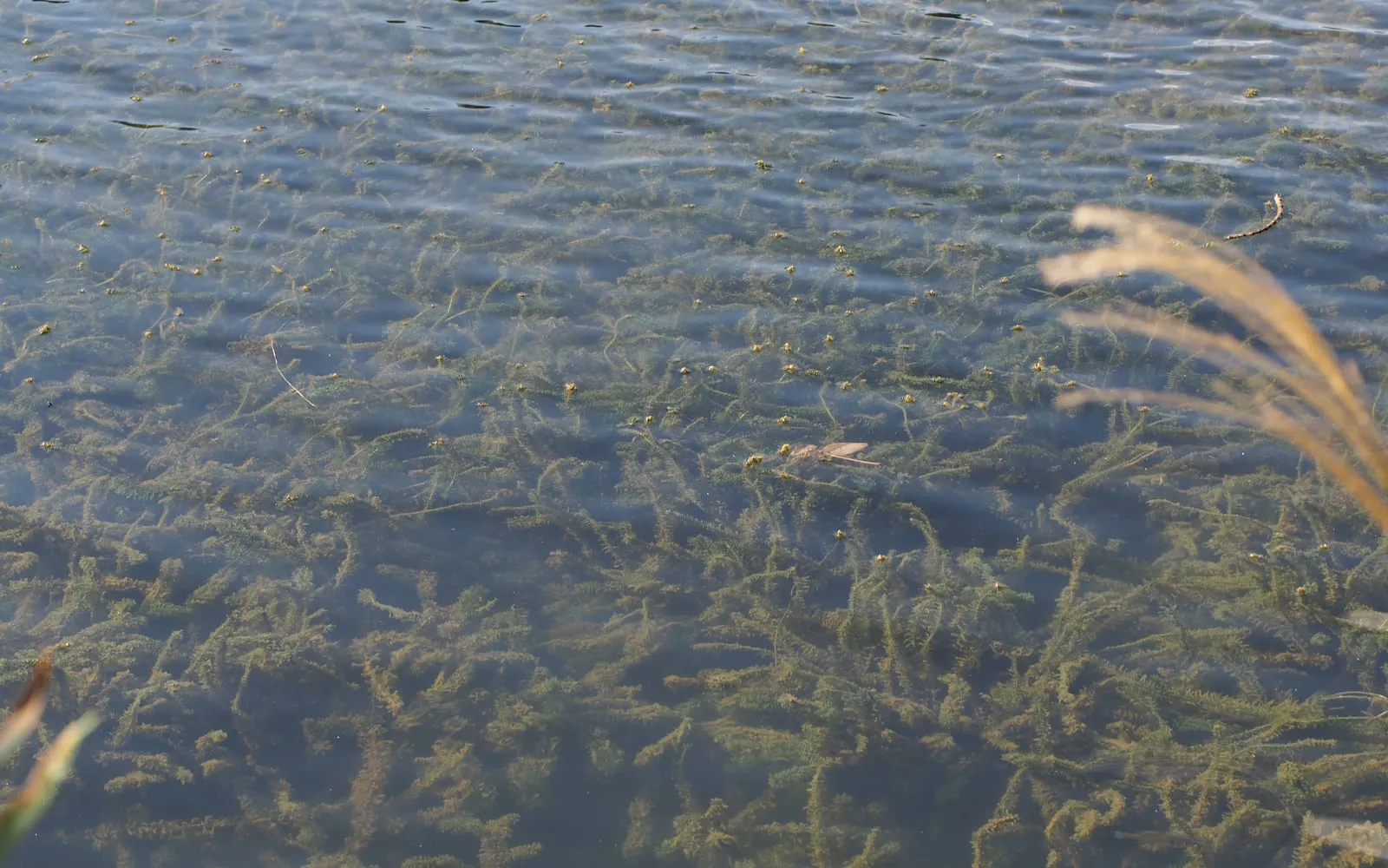 Submerged Brazilian waterweed with whorls of narrow leaves growing in clear water over a pale bed