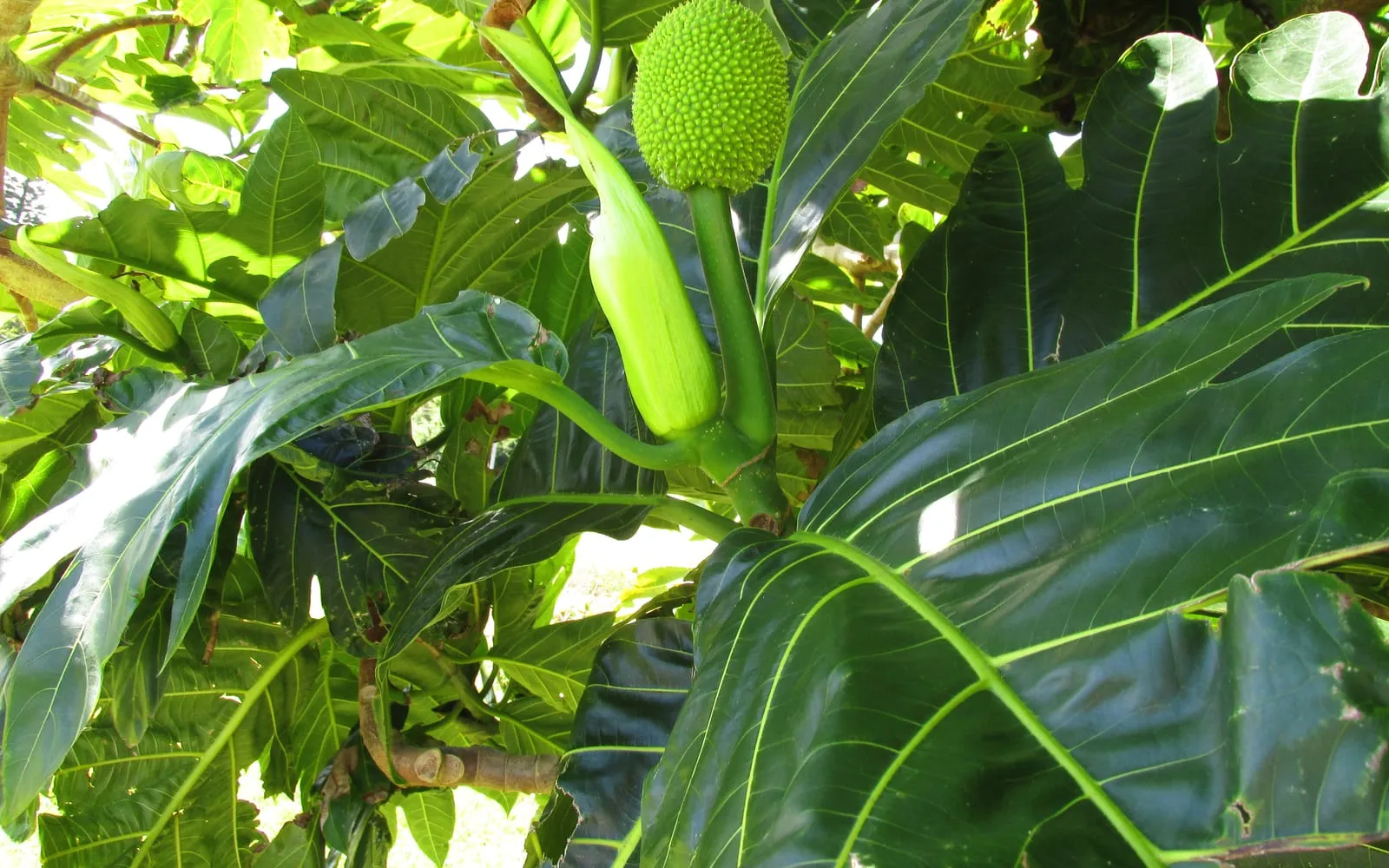 A green breadfruit beside a club-shaped male flower head among deeply lobed leaves