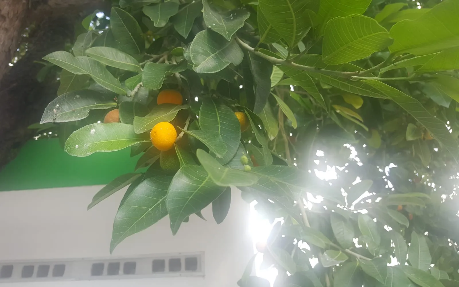 Glossy breadnut leaves on a branch with small round orange ripe fruit among them