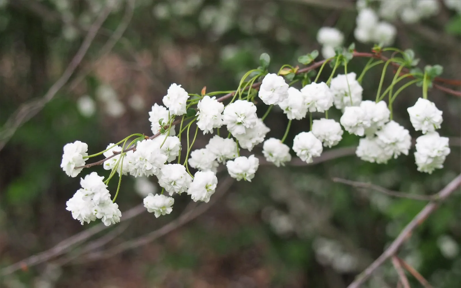 An arching bare bridal wreath branch densely packed with small double white pompom flowers