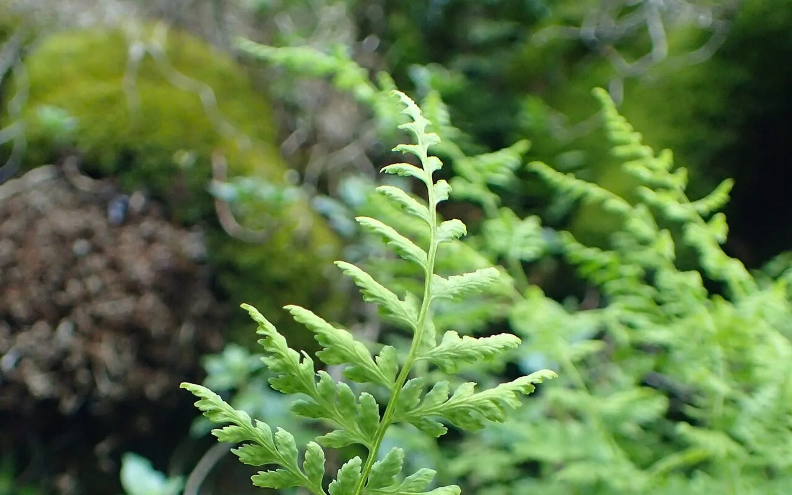 A brittle bladder fern frond with finely divided, lace-like, pale green segments growing among moss and rock.