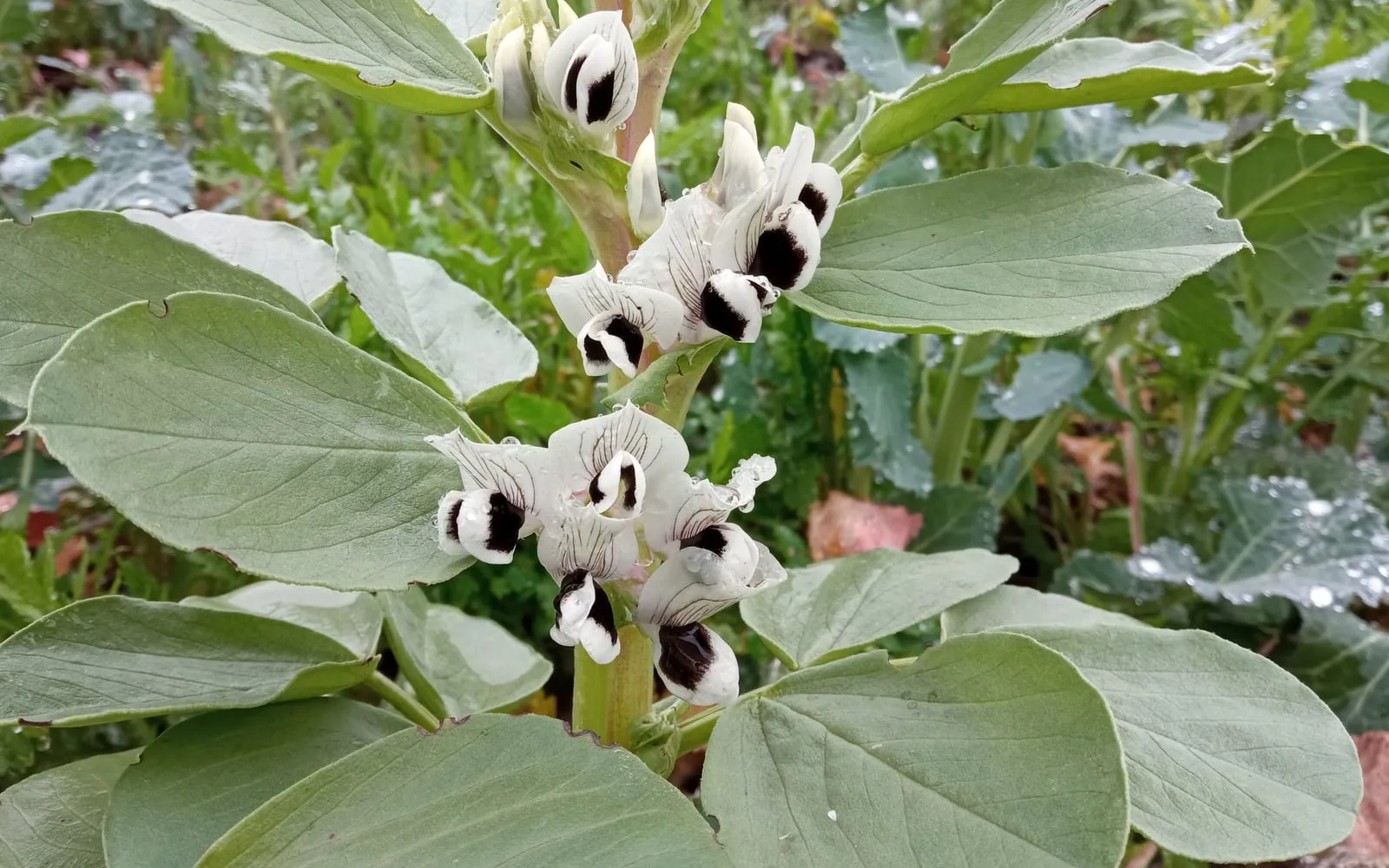 Broad bean plant in flower, with white blooms marked by a dark blotch above grey-green leaves