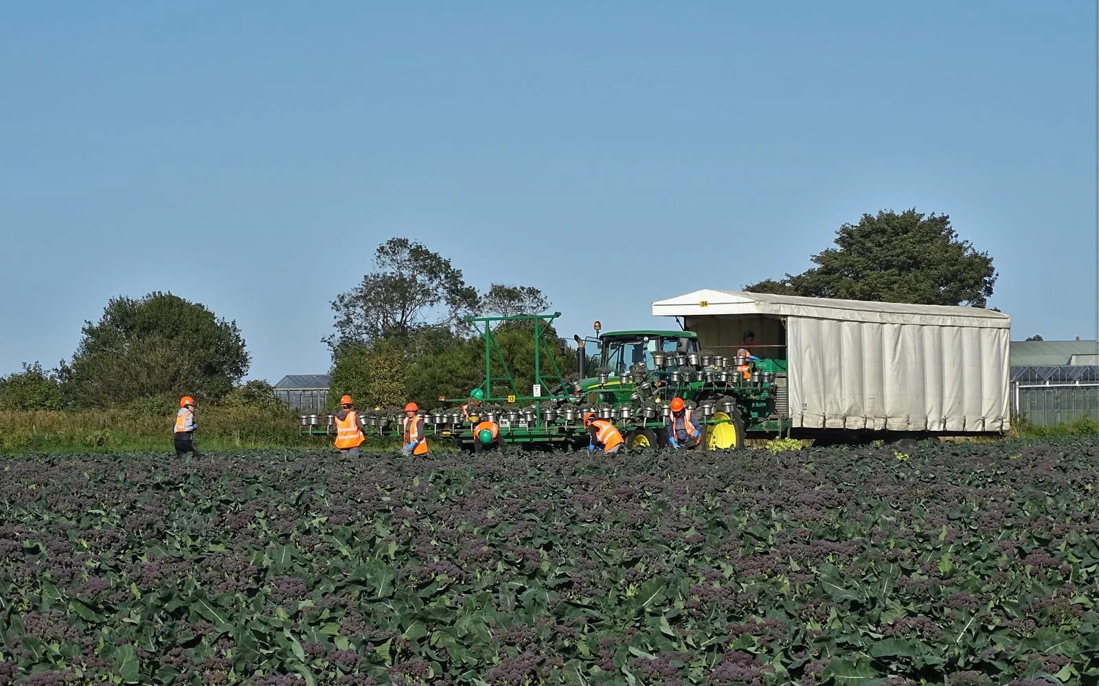 A field of purple sprouting broccoli being cut by hand