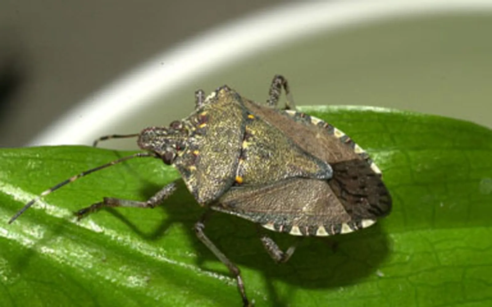 A shield-shaped mottled brown bug on a green leaf, with pale bands on its antennae and alternating cream and dark markings along the rim of its abdomen