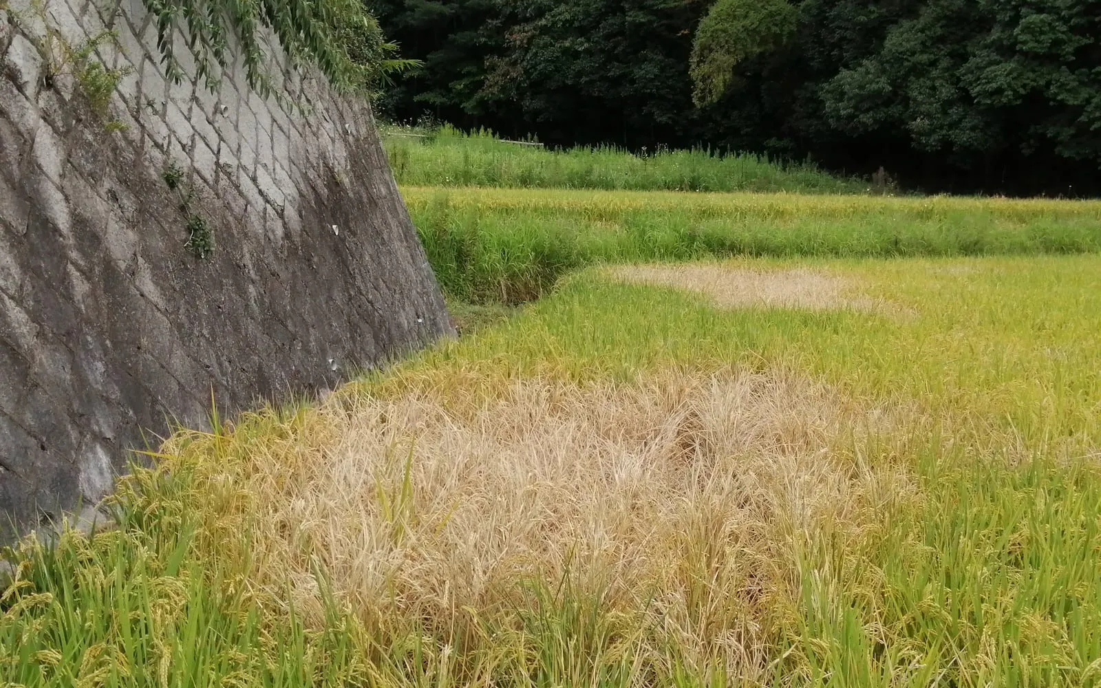 A rice paddy in which a large oval patch of crop has dried to pale straw while the rice around it is still green and gold, with a stone embankment on the left
