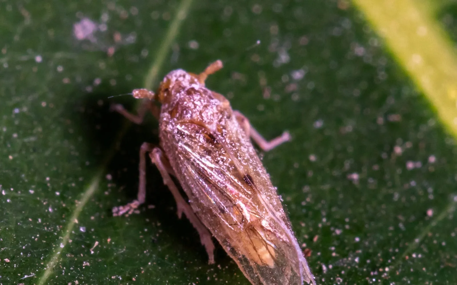 Close-up of a small brown wedge-shaped insect on a green leaf, its clear wings folded roofwise along its back and its pale legs splayed
