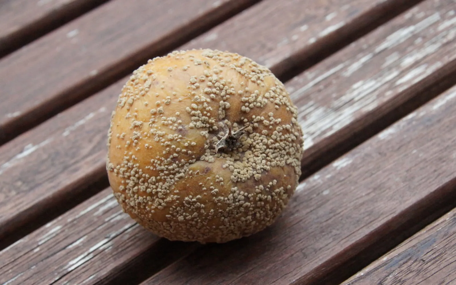 An apple entirely brown and shrivelling, its surface covered in rings of small raised buff-coloured pustules
