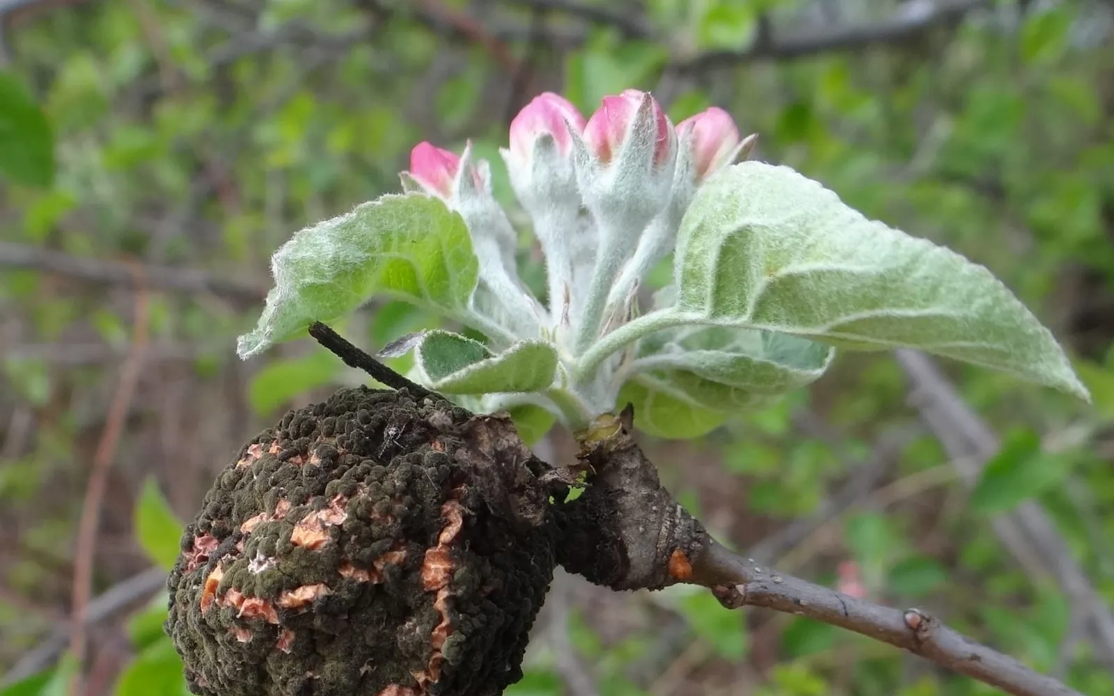 A brown rotting apple still on the branch, its surface studded with cream-coloured raised spots, beside sound green leaves