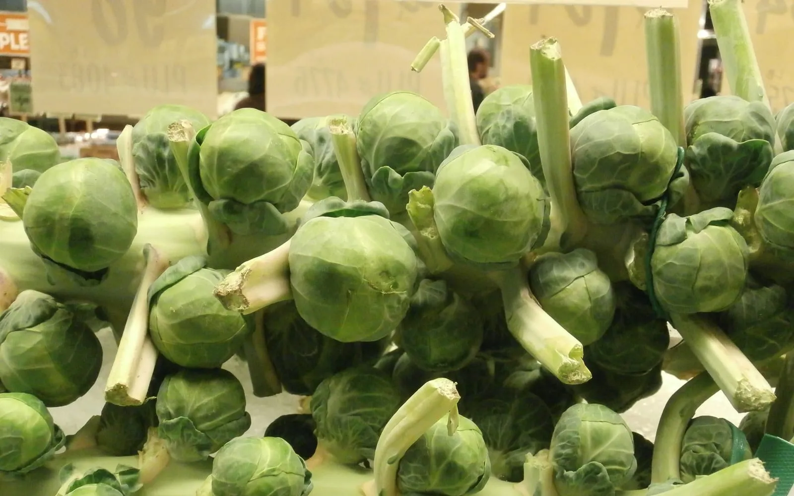 Brussels sprouts still attached in tight rows along their thick stalks