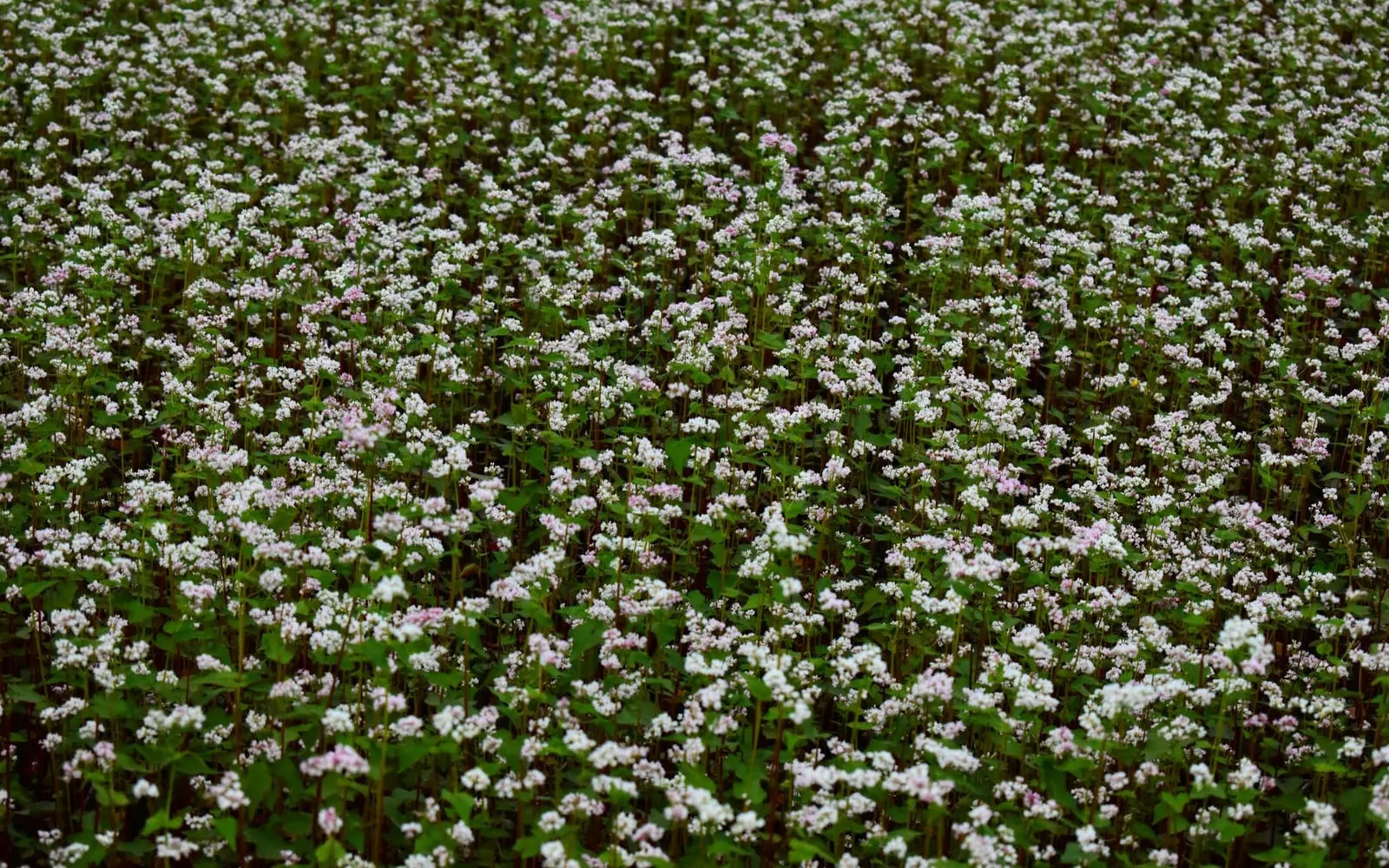 A buckwheat crop in white flower, with heart-shaped leaves below the blossom