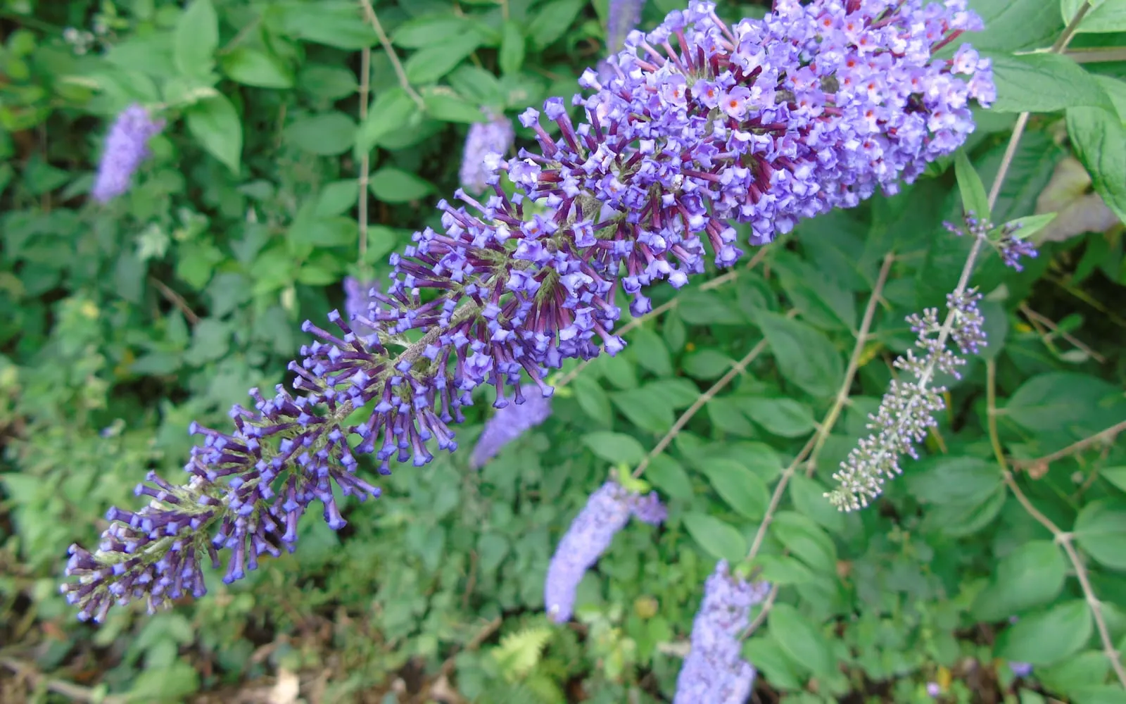A long arching purple buddleja flower spike with an orange eye to each floret, above lance-shaped green leaves