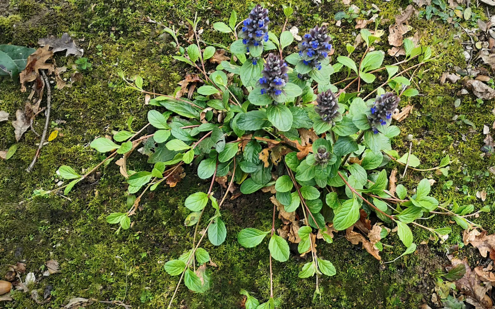 A top-down view of a bugle rosette with glossy green leaves and several short blue flower spikes rising from the centre.