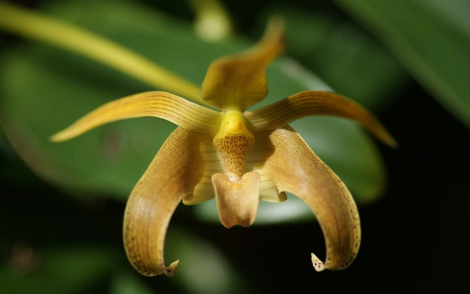 A golden-yellow Bulbophyllum lobbii flower with long, tapering, curved petals flecked with reddish-brown spots.