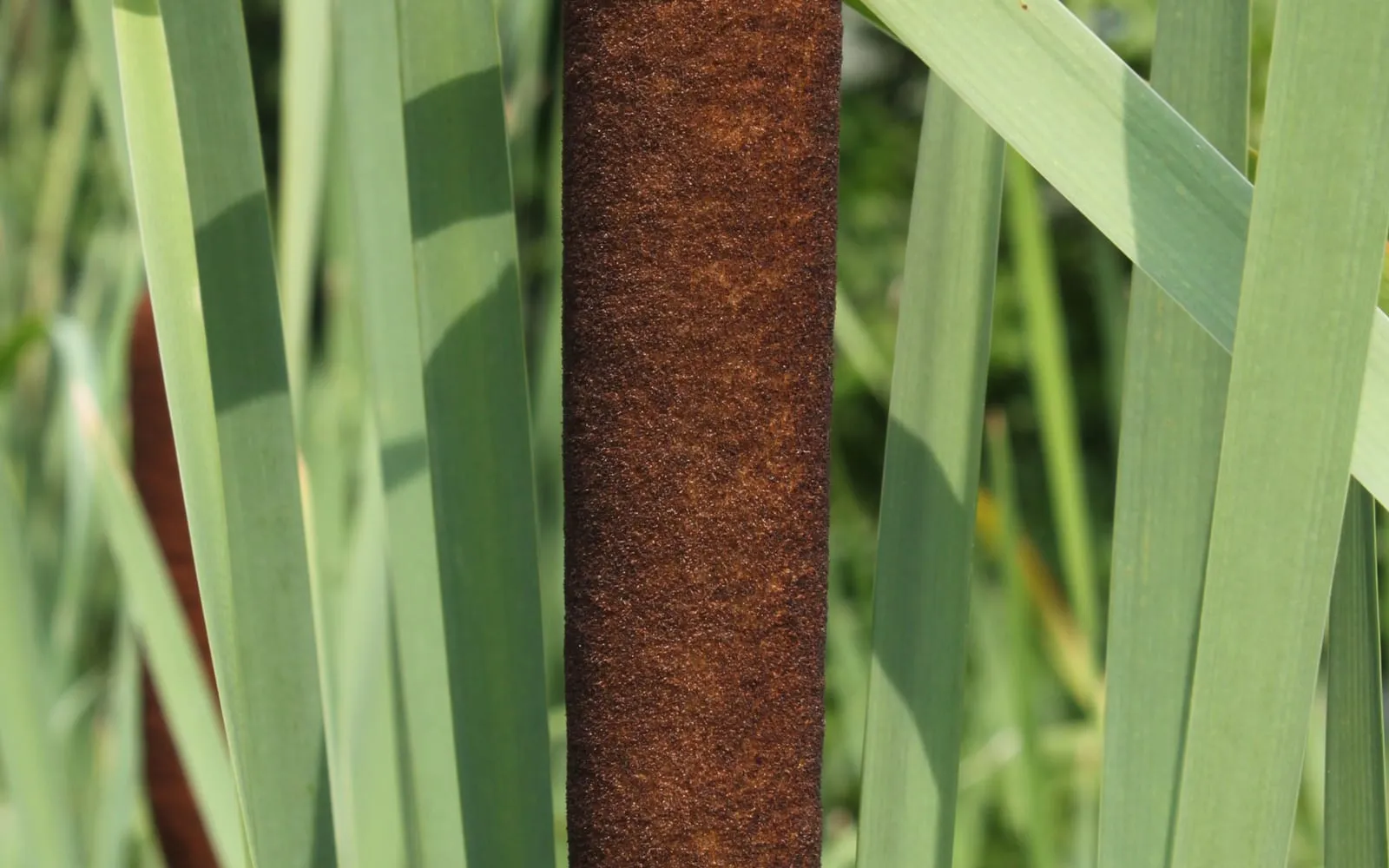 A solid brown poker-shaped bulrush flower spike rising above strap-shaped green leaves
