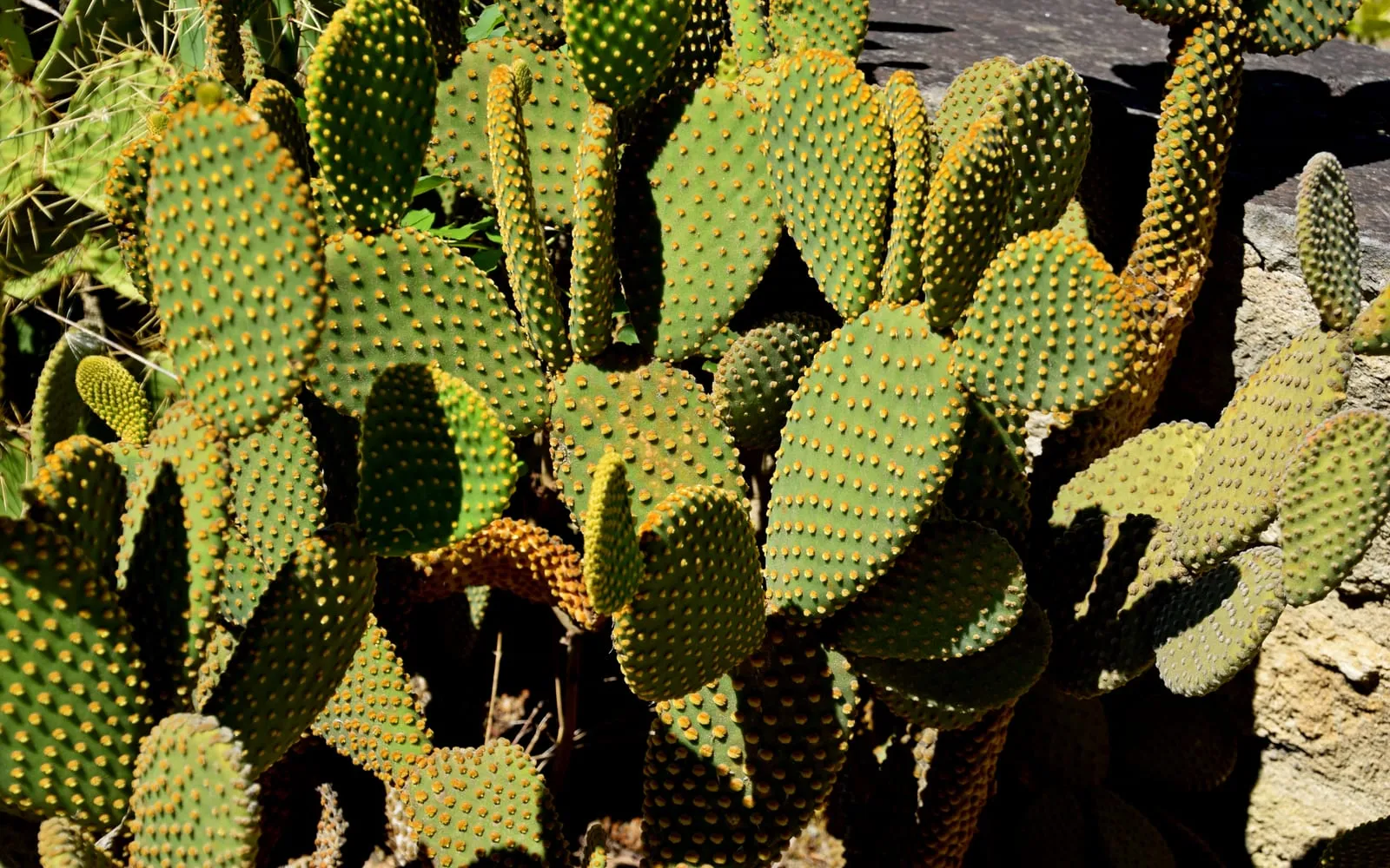 Cluster of flat, oval bunny ears cactus pads covered in neat rows of golden glochid dots
