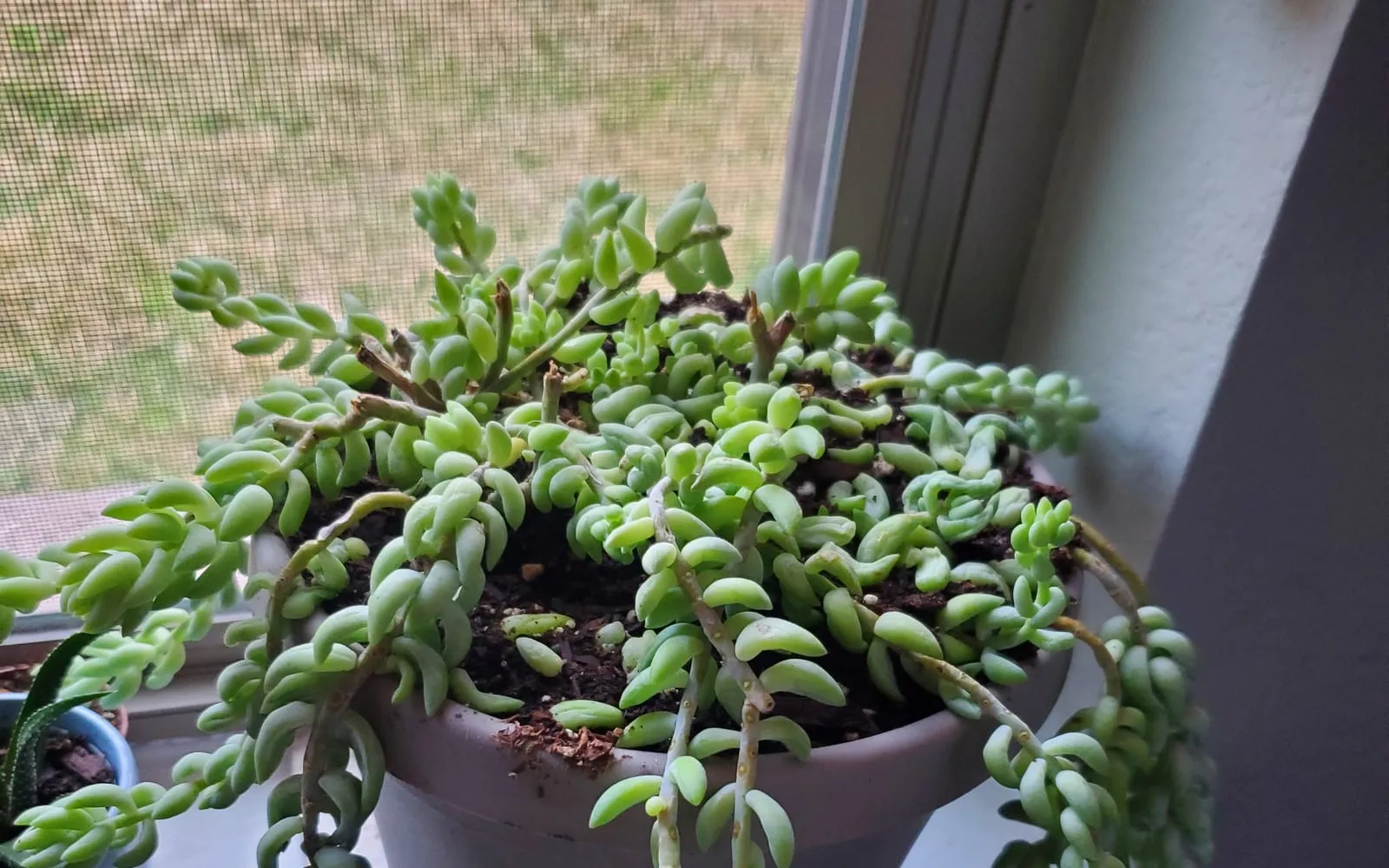 Burro's tail trailing stems densely packed with plump, blue-green teardrop leaves, in a pot on a windowsill