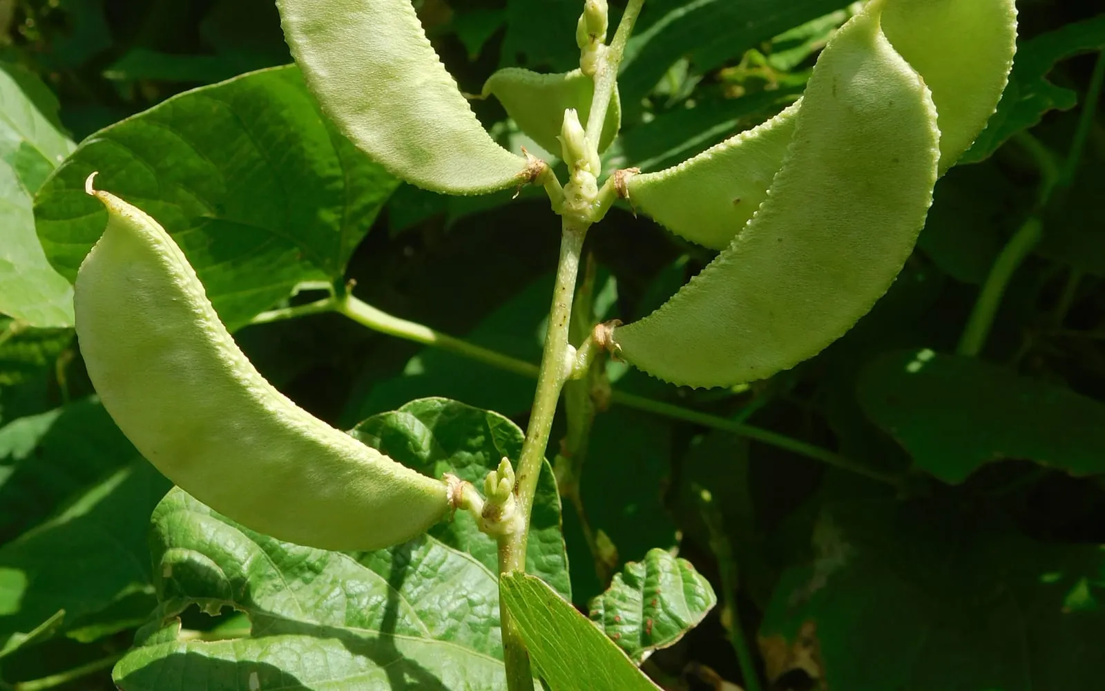Broad flat butter bean pods curved like crescents, hanging from the stem among trifoliate leaves
