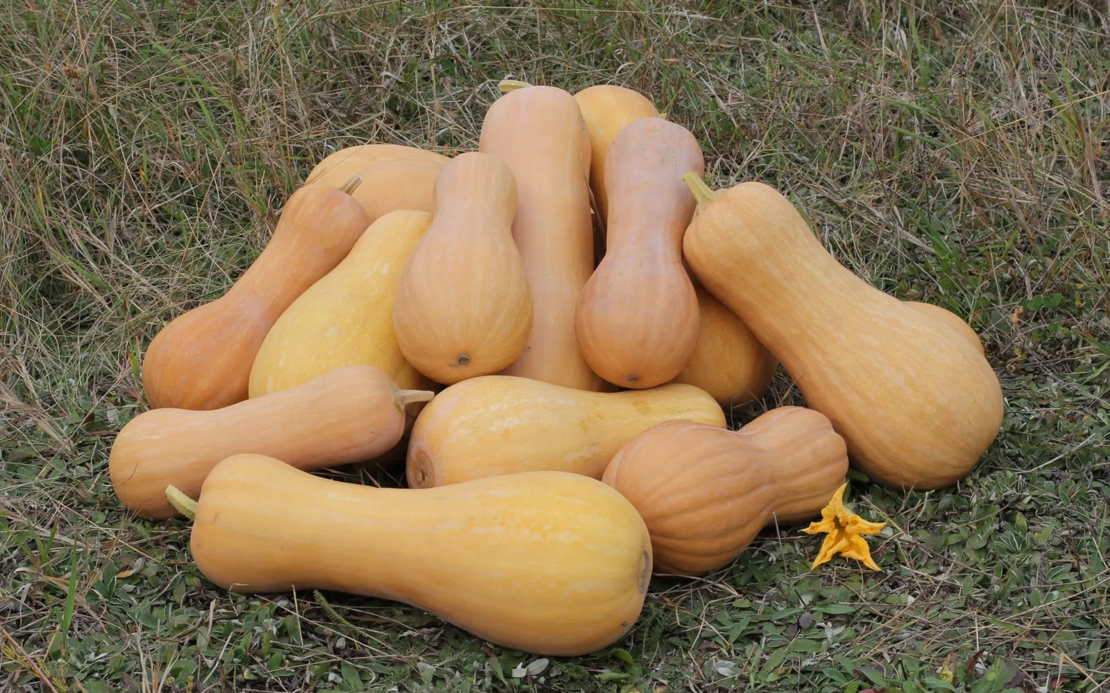 A pile of harvested butternut squashes on grass, buff-skinned with swollen bases, a yellow flower beside them
