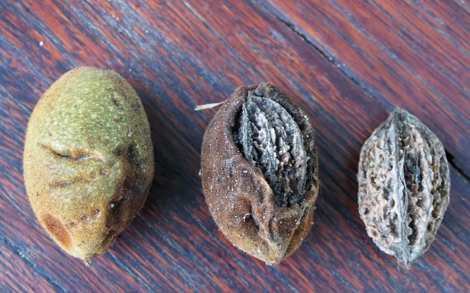 Three butternut husks and nuts on a wooden surface, showing a whole sticky green husk, one split open to reveal the ridged shell within, and a bare shell with its husk removed