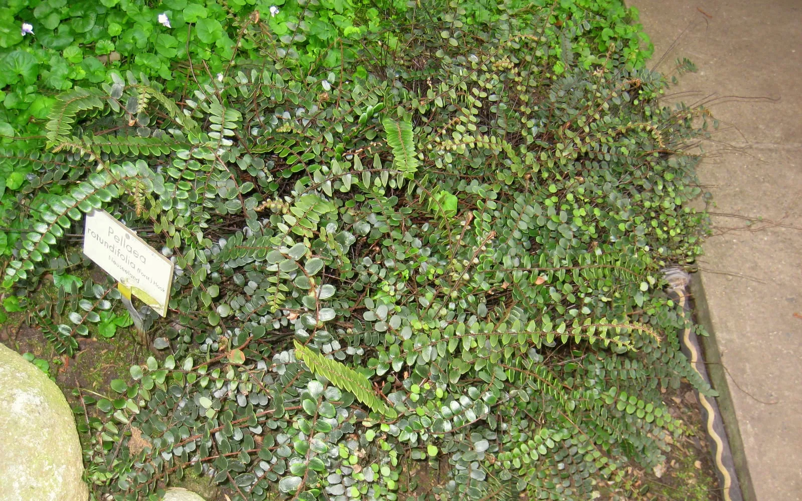 A low spreading button fern with round leathery leaflets along dark wiry stalks