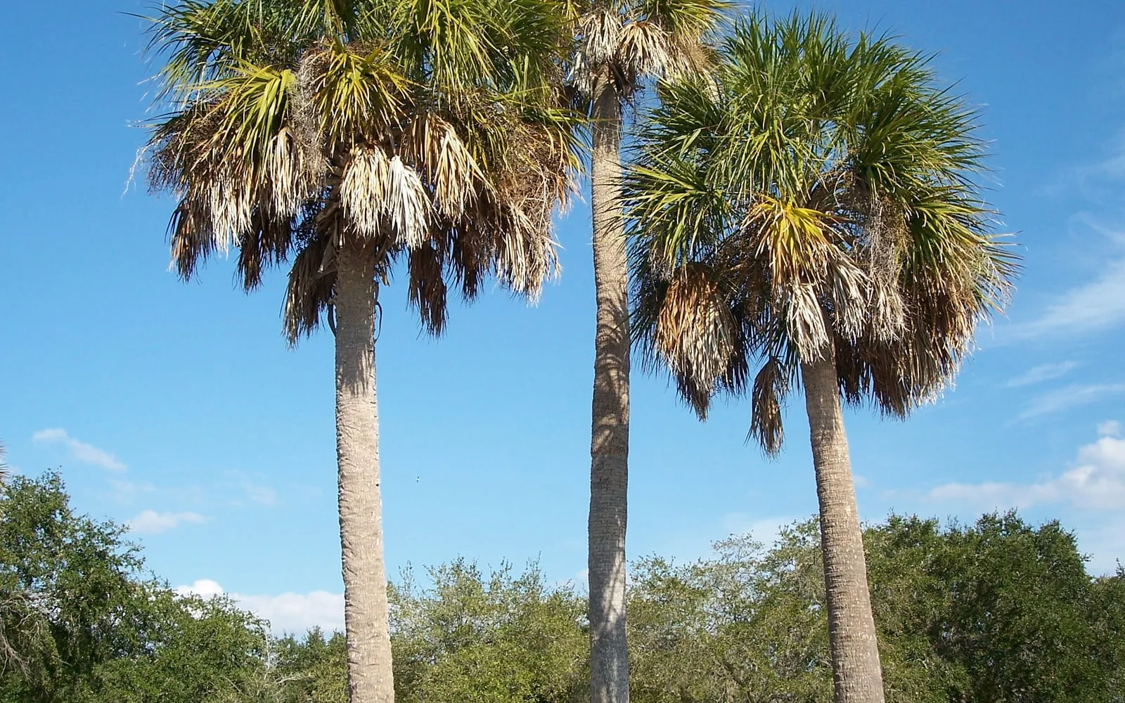 Three mature cabbage palms with tall, cross-hatched grey trunks and rounded fan-leaved crowns against a clear blue sky