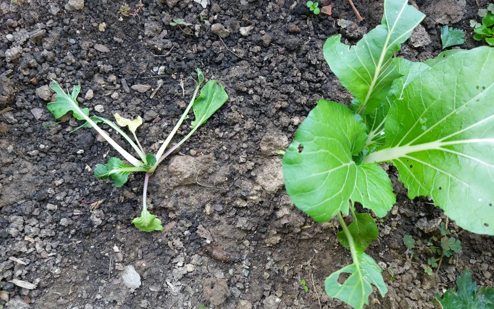 A collapsed brassica seedling lying flat on bare soil with its leaves splayed out, beside a healthy upright plant of the same age