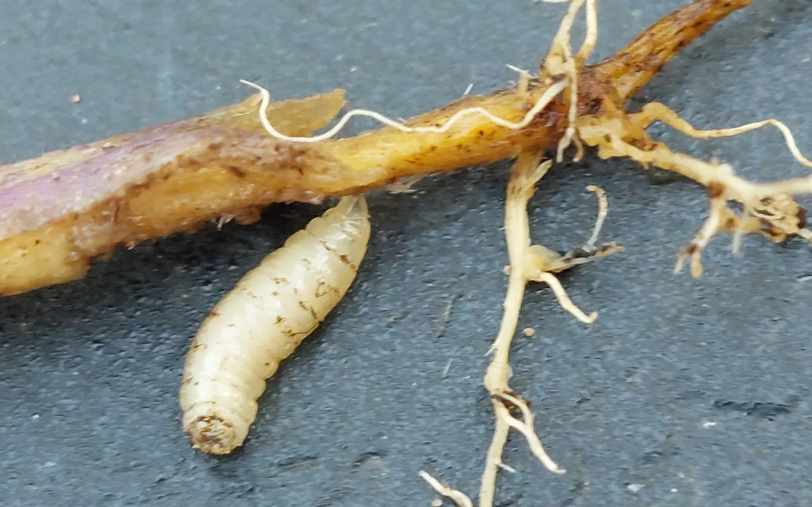 A white legless maggot about a centimetre long lying beside a pale brassica root that has been eaten down to a bare stump