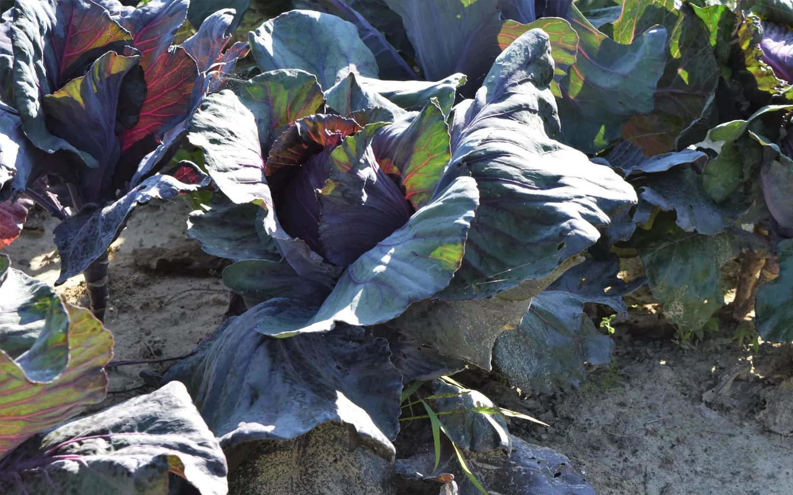 Red cabbage heads in a field, each wrapped in broad purple outer leaves