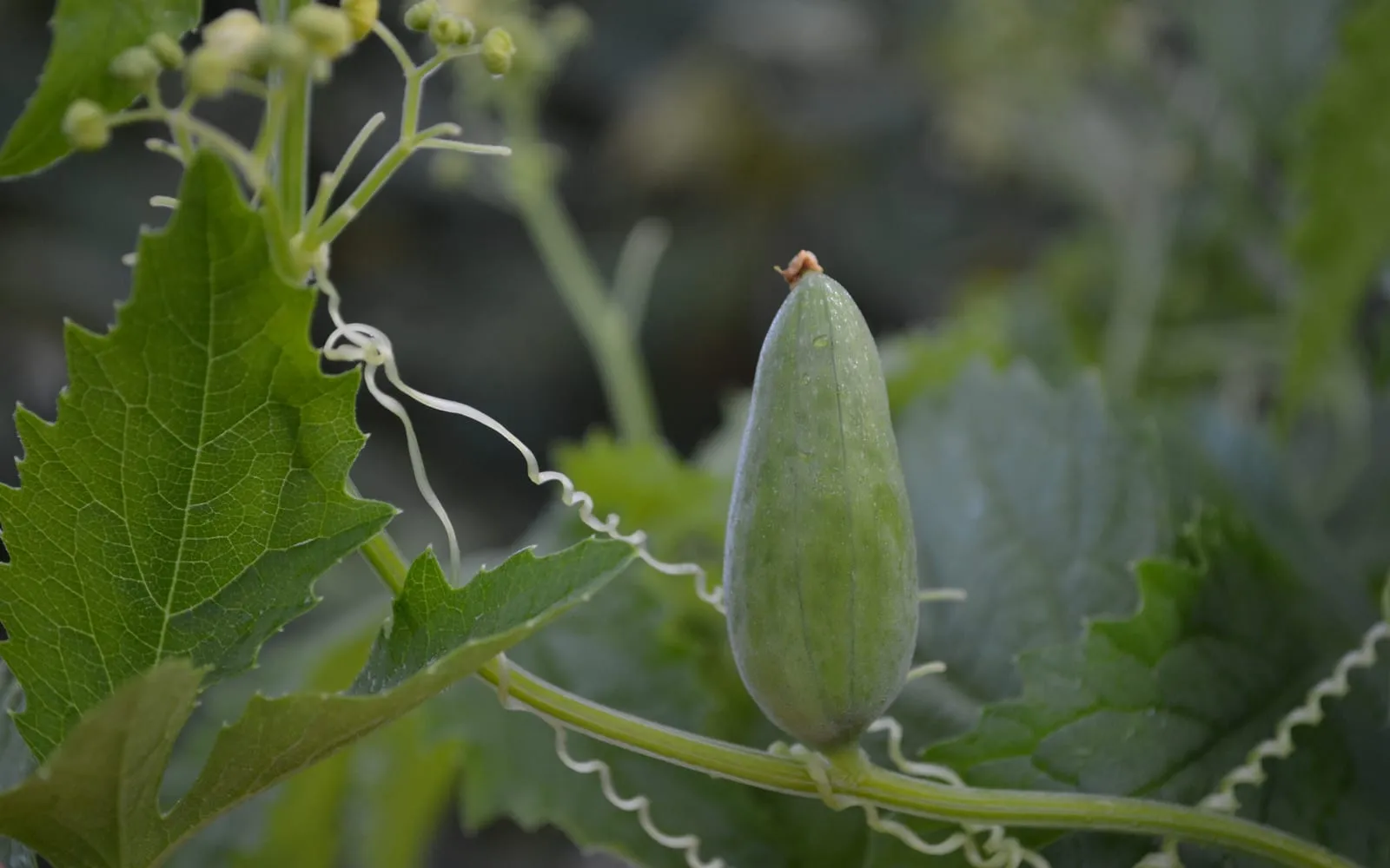 A pale green caigua pod hanging on the vine among divided leaves and curled tendrils