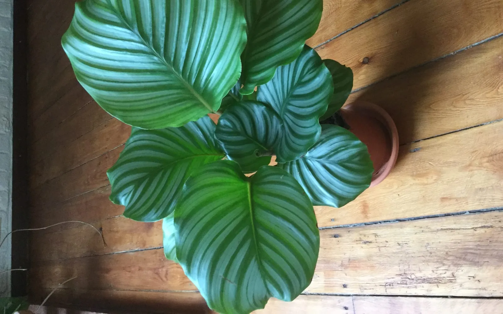 A calathea orbifolia with large round leaves striped in silver and green