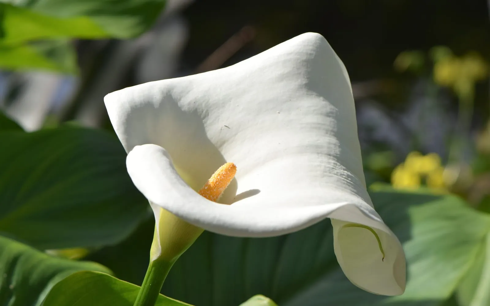 A white calla lily spathe curled around a yellow spadix above broad green leaves
