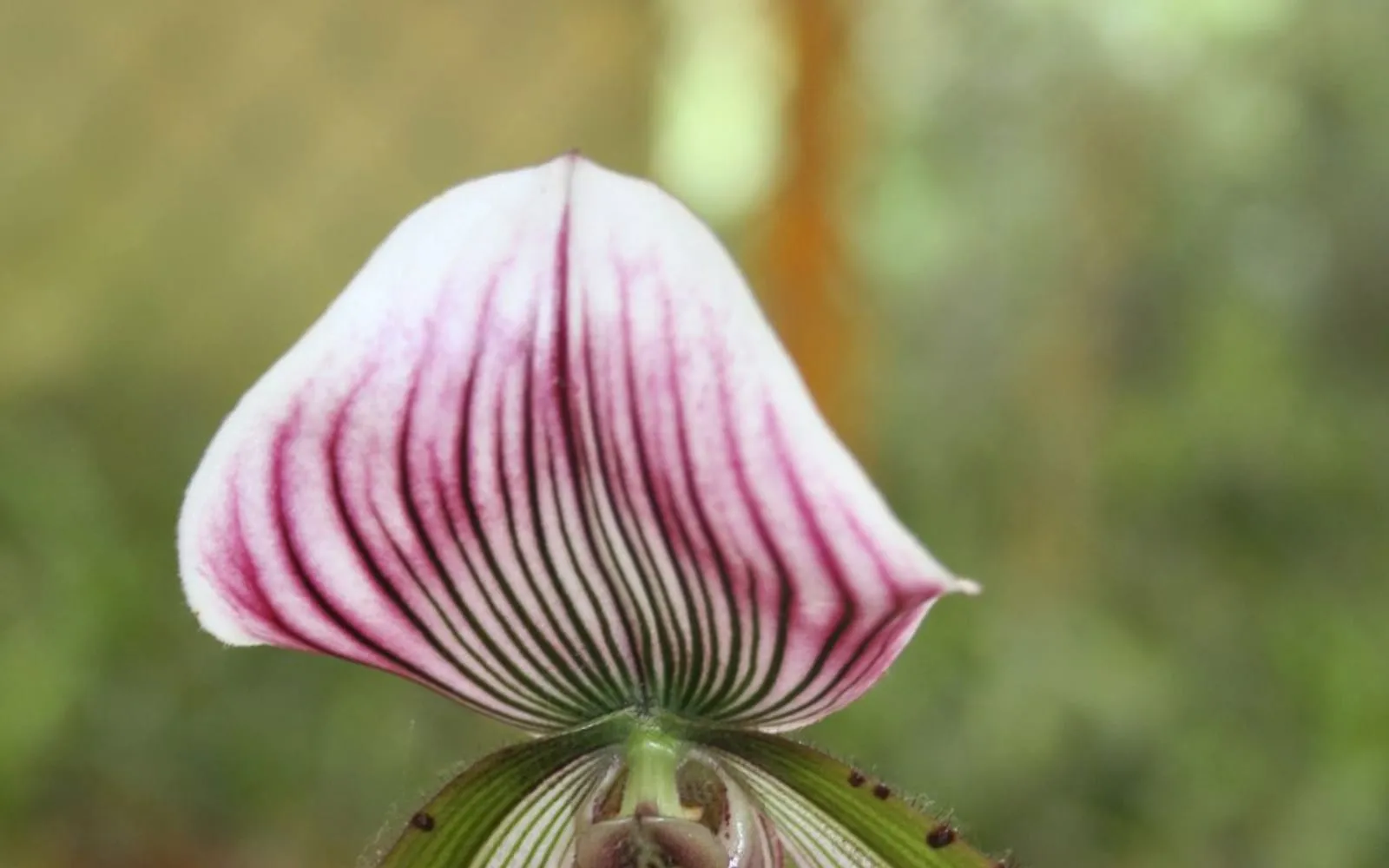 A callosum slipper orchid flower with a veined pink and white dorsal sepal, spotted green petals and a maroon pouch