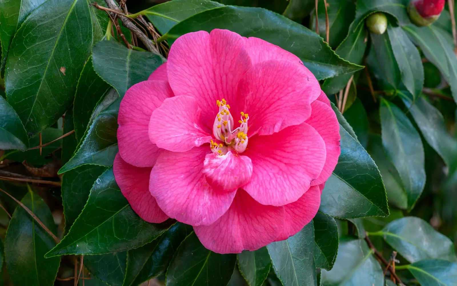 A deep pink camellia flower open against dark glossy evergreen leaves, showing the ring of yellow stamens at its centre