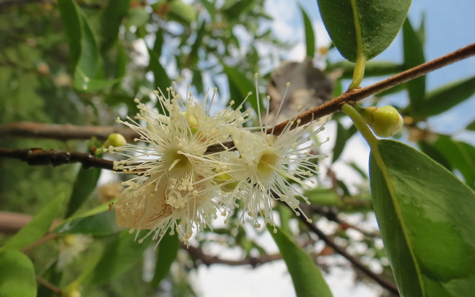 Camu camu in white flower, the blooms consisting mostly of long stamens