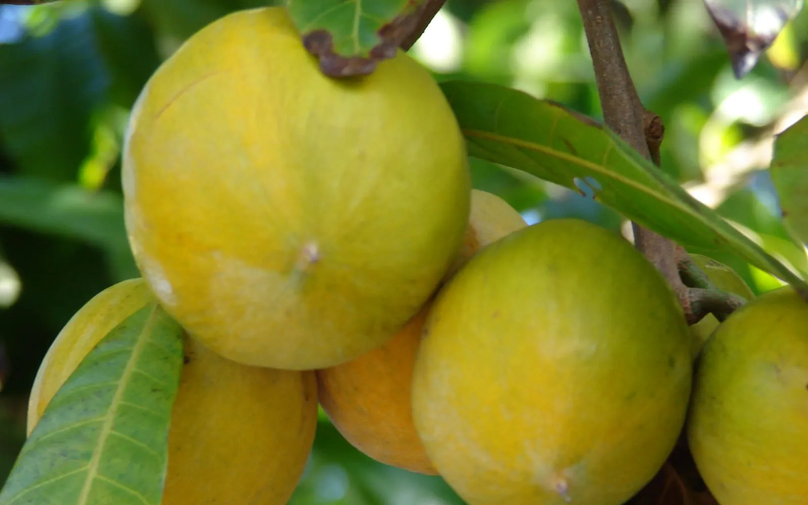 A cluster of orange-yellow canistel fruit hanging on the branch